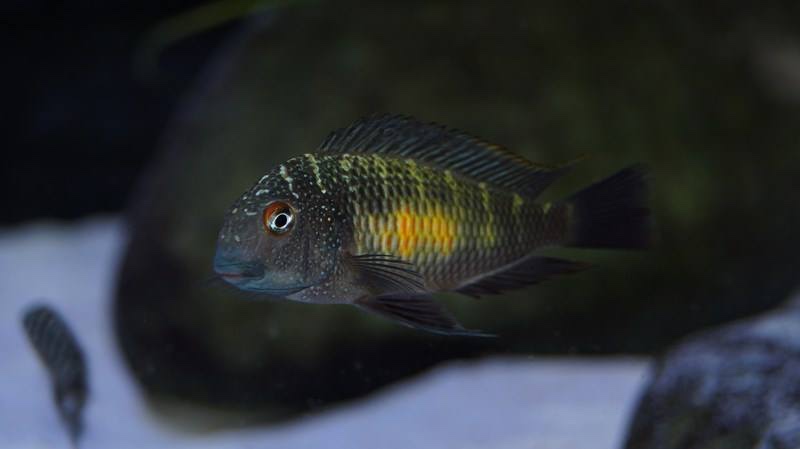 Tropheus moorii 'Kalambo Lodge'